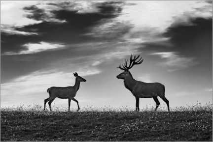 Poster  Deer and roe deer in a meadow - Jure Kravanja