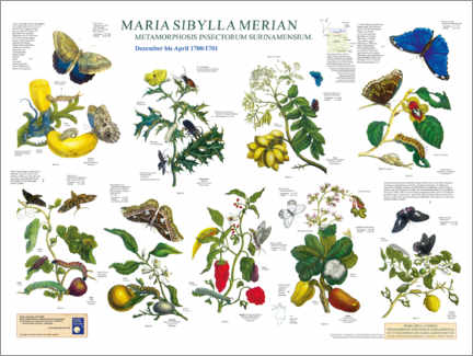 Tableau sur toile  Maria Sibylla Merian - Suriname de décembre à avril (allemand) - Planet Poster Editions