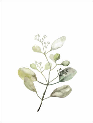 Poster Botanical Illustration Eucalyptus