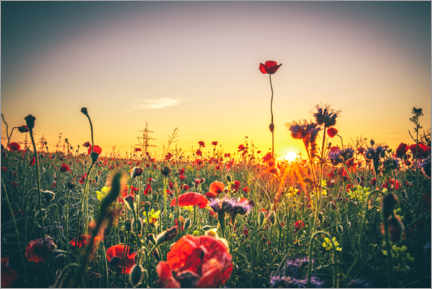 Poster Flower meadow in the sunset