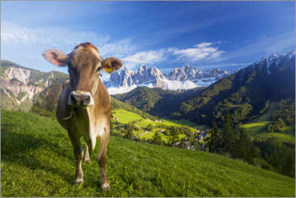 Tableau en plexi-alu  Cow paradise in South Tyrol, Dolomites - Dieter Meyrl