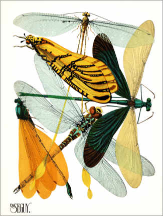 Tableau en verre acrylique  Dragonflies - Emile Allain Séguy