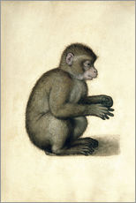 Tableau en plexi-alu  Un singe - Albrecht Dürer