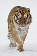 Sticker mural  Tigre de Sibérie dans la neige - James Hager