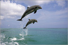 Sticker mural  Grands dauphins sautant hors de l'eau - Tom Soucek
