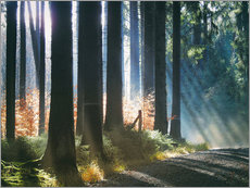 Tableau en plexi-alu  Forêt à la lueur de l'aube - Martina Cross