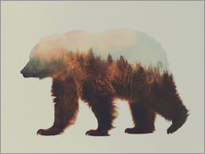 Tableau en plexi-alu  Forêts norvégiennes et ours brun - Andreas Lie