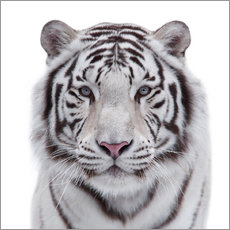 Tableau en plexi-alu  Tigre blanc