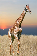 Sticker mural  Girafe - La nature sauvage africaine