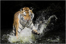 Sticker mural  Tigre jouant avec l'eau