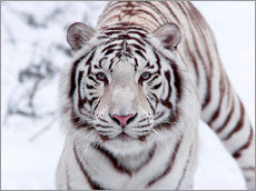 Sticker mural  Tigre blanc du Bengale