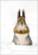 Tableau en plexi-alu  Écureuil roux dans la neige - John Devries