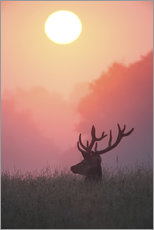 Tableau en plexi-alu  Un cerf au coucher du soleil - Alex Saberi