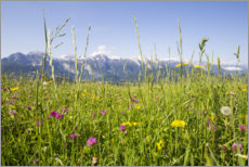 Poster Prairie de fleurs dans les montagnes