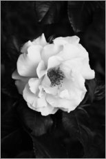Poster Rose en noir et blanc