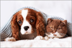 Poster Amis, chiot et chaton