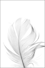 Tableau en verre acrylique  Plume blanche - Art Couture