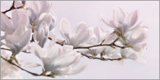 Poster Magnolia Blossoms Panorama I