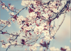Poster Fleurs de cerisier vintage
