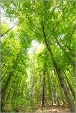 Poster Grands arbres verts