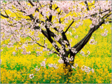 Tableau en verre acrylique  Cerisier fleuri dans un champ jaune moutarde