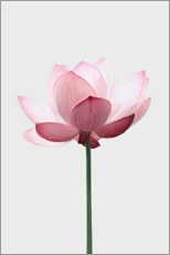 Poster Fleur de lotus