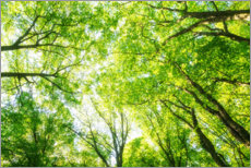 Poster Cime des arbres d'un vert luxuriant