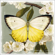 Poster Papillon sur une branche II