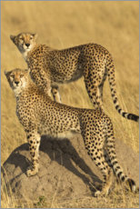 Poster Un couple de guépards