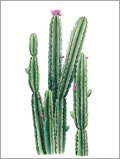 Poster Cactus en floraison II