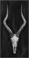 Poster Crâne d'impala
