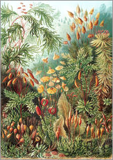 Sticker mural  Muscinae, Formes artistiques de la nature, planche n° 72 - Ernst Haeckel