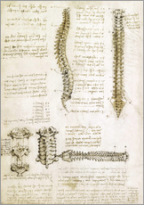 Tableau en plexi-alu  La colonne vertébrale - Leonardo da Vinci