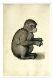 Poster  Un singe - Albrecht Dürer