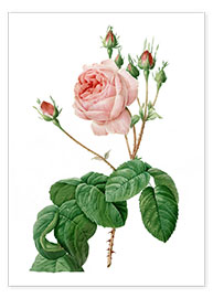 Poster  Rosier à feuilles de laitue (Rosa centifolia Bullata) - Pierre Joseph Redouté