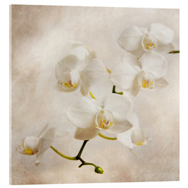 Tableau en verre acrylique  Orchidée blanche - Hannes Cmarits