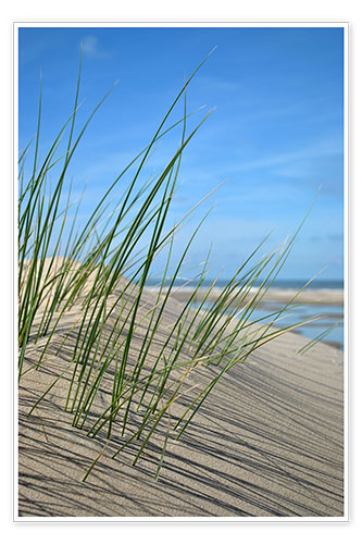 Poster Dune grasses