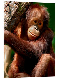 Tableau en verre acrylique  Portrait d'un orang-outan - Olaf Protze