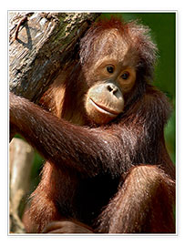 Poster Portrait d'un orang-outan