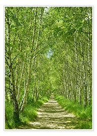 Poster  Chemin forestier dans la forêt de bouleaux I - Atteloi