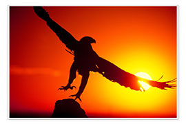 Poster  Aigle royal au coucher du soleil - Dave Welling