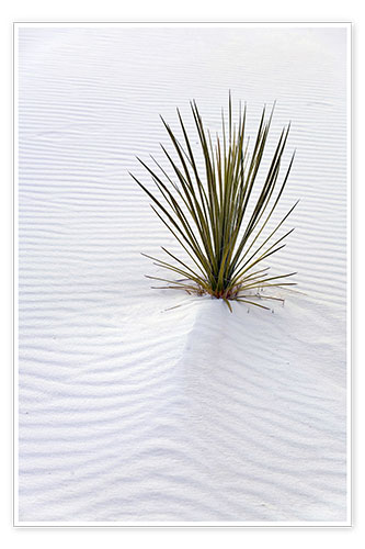 Poster Yucca sur une dune de sable
