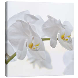 Tableau sur toile  Orchidée blanche - Heidi Bollich