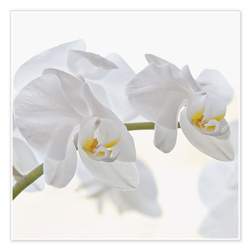 Poster Orchidée blanche