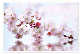 Poster  Fleurs de cerisier - Renate Knapp