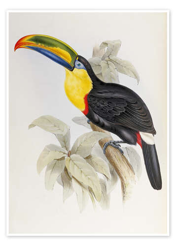 Poster Toucan