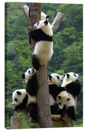 Tableau sur toile  Bébés panda sur un arbre - Pete Oxford