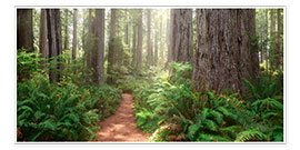 Poster  Redwoods Magic - Michael Breitung