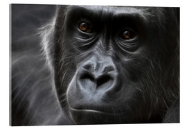 Tableau en verre acrylique  Gorille, vu de près - WildlifePhotography