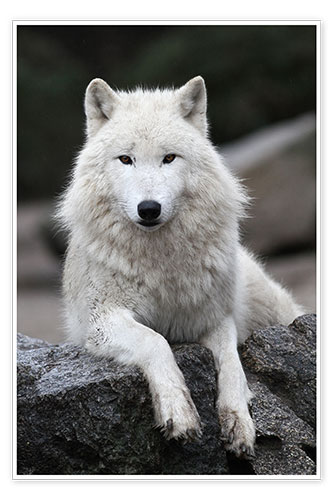 Poster Le loup blanc